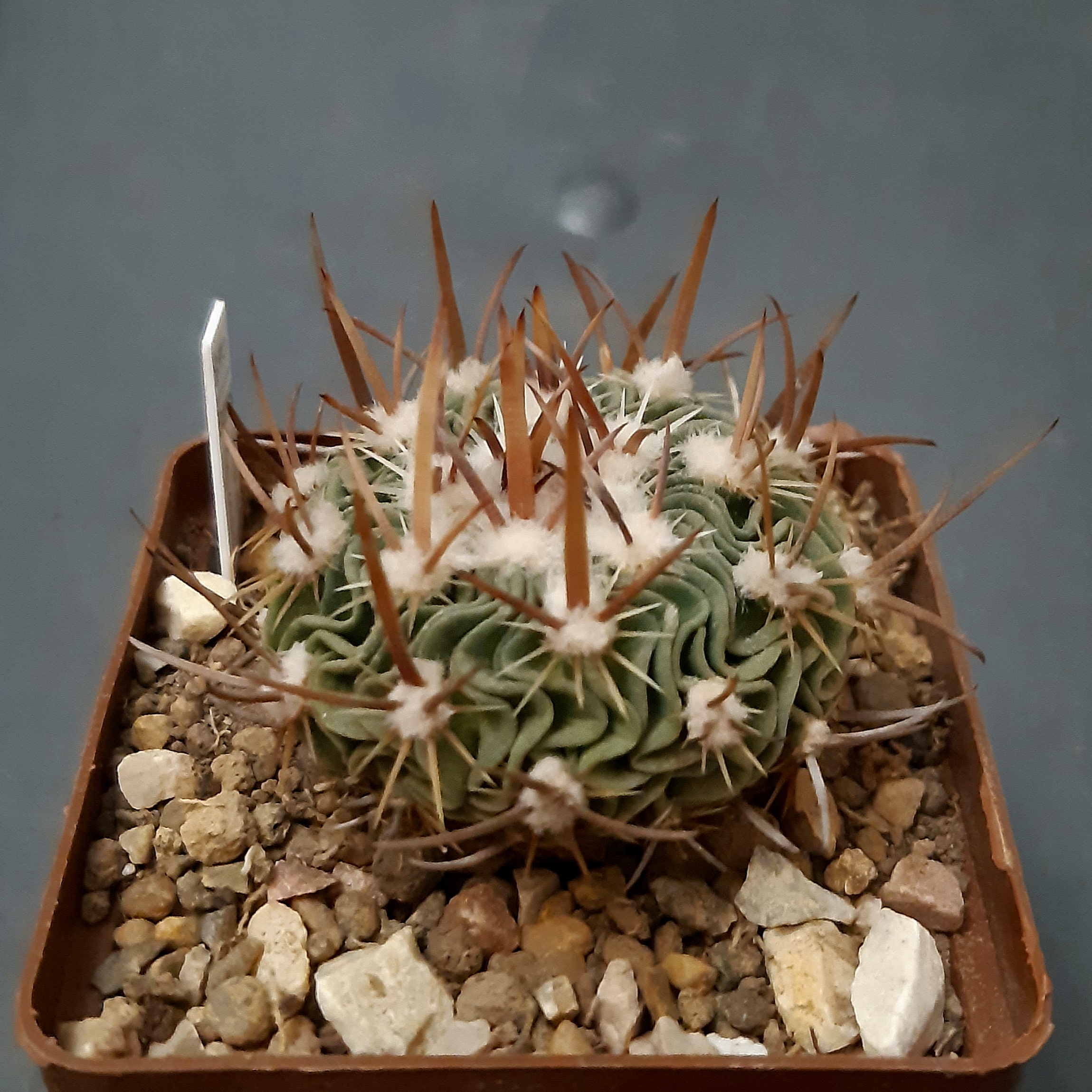 Echinofossulocactus erectocentrus SB1150 Chapultepec, Coah