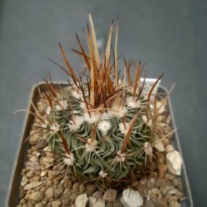 Echinofossulocactus erectocentrus MK 121.391 Tecolotes, Zacetecas