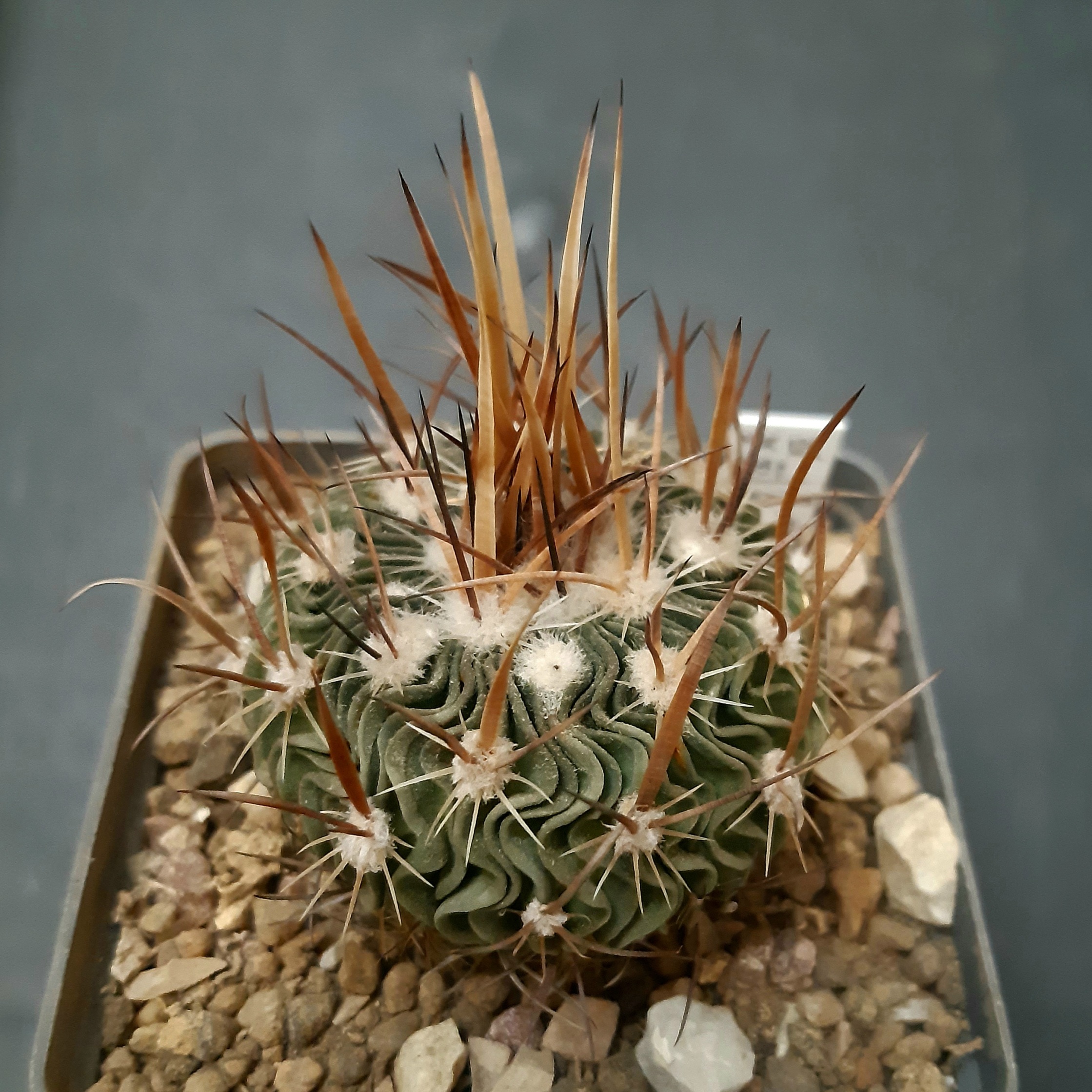 Echinofossulocactus erectocentrus MK 121.391 Tecolotes, Zacetecas