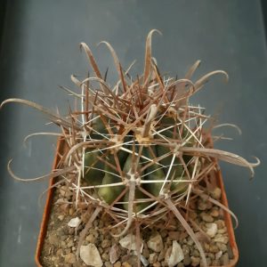 Ferocactus fordii