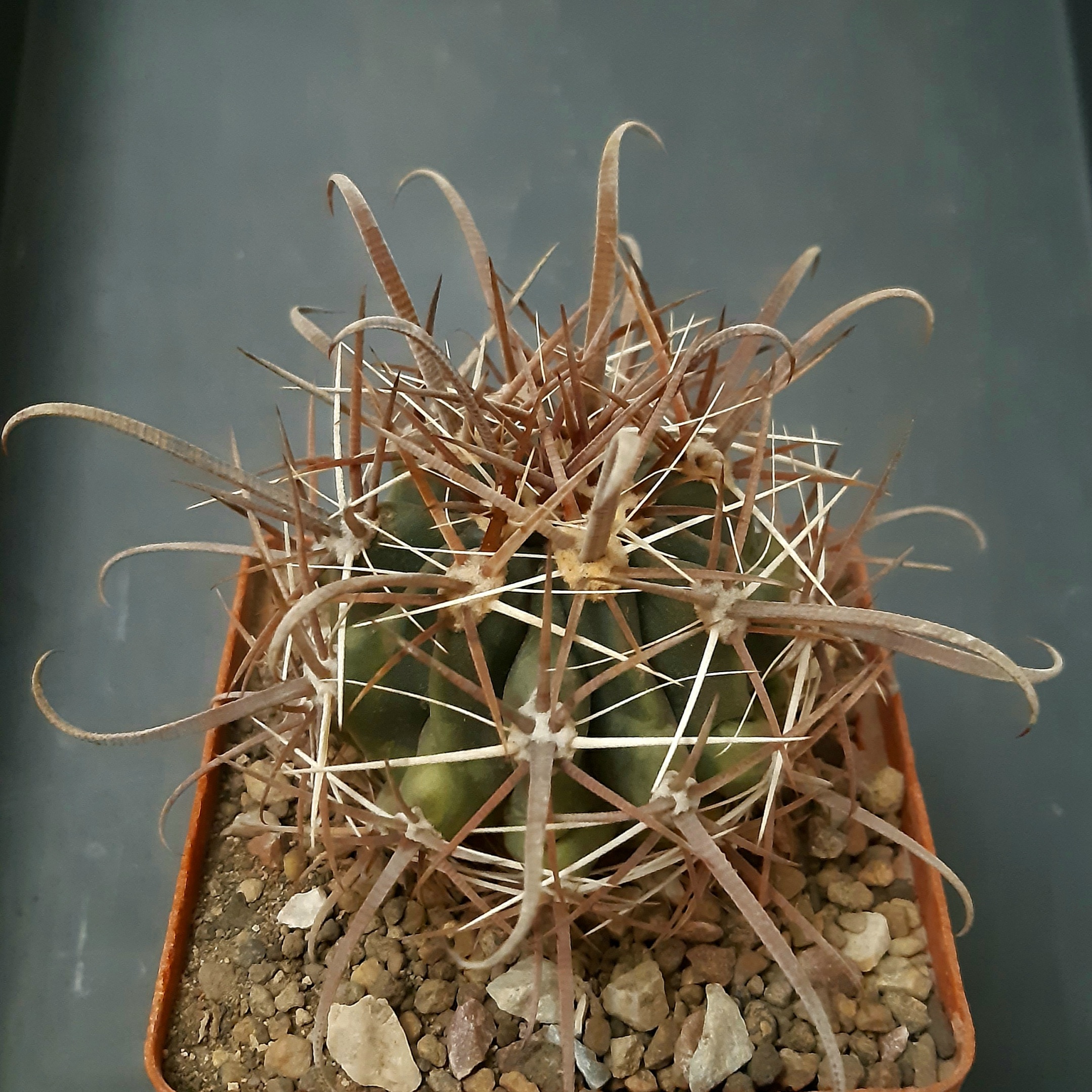 Ferocactus fordii