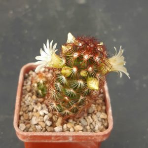 Mammillaria elongata red spines