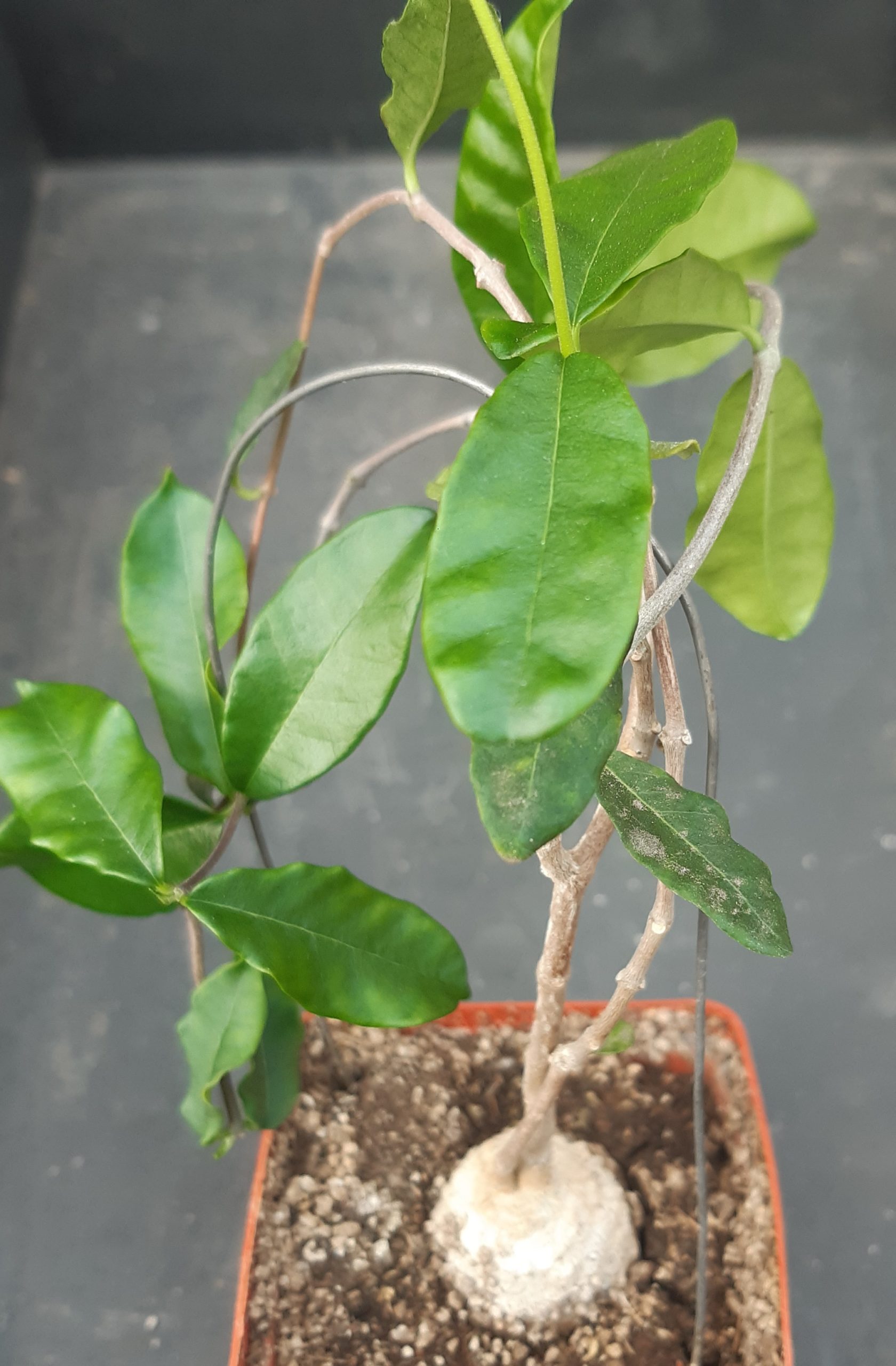 Fockea edulis