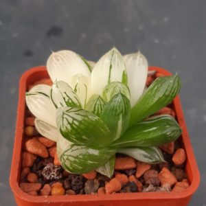 Haworthia cooperi variegata