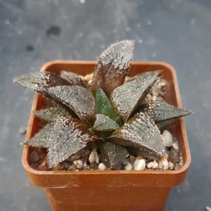 Haworthia selection