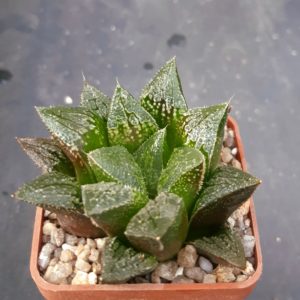Haworthia selection
