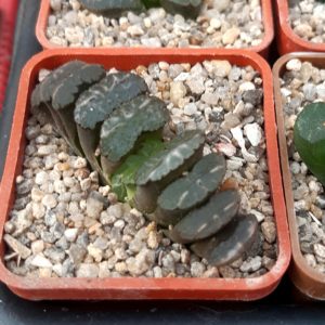 Haworthia truncata Japan