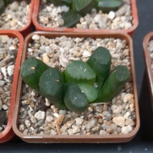 Haworthia maughanii Japan