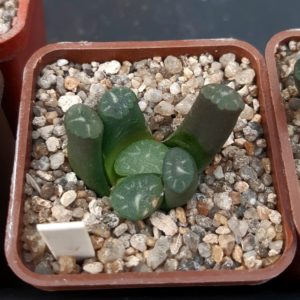 Haworthia maughanii Japan
