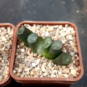Haworthia maughanii Japan