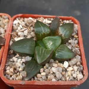 Haworthia selection (springcompto)