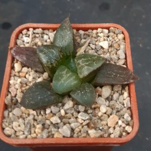 Haworthia selection (springcompto)