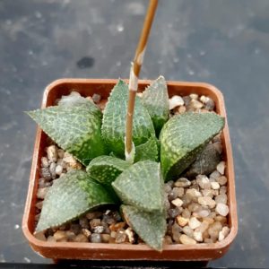 Haworthia selection