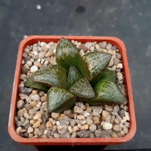 Haworthia splendens hybrid