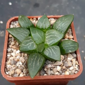 Haworthia bayeri 'laeta'  De Rust