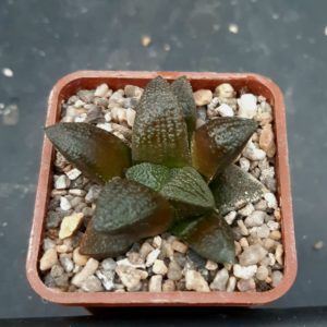 Haworthia selection
