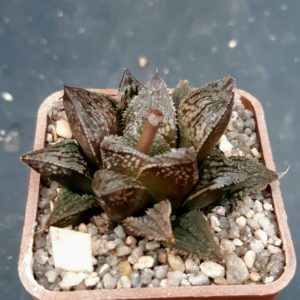 Haworthia selection