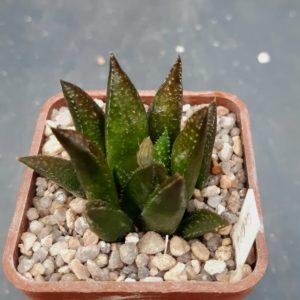 Haworthia selection (Chocora x glauca)