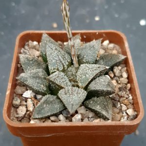 Haworthia selection