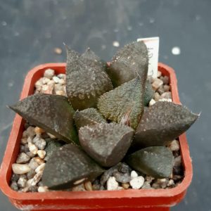 Haworthia cv.'Kurono Wakusei' HRX-7 ('Black Dragon')