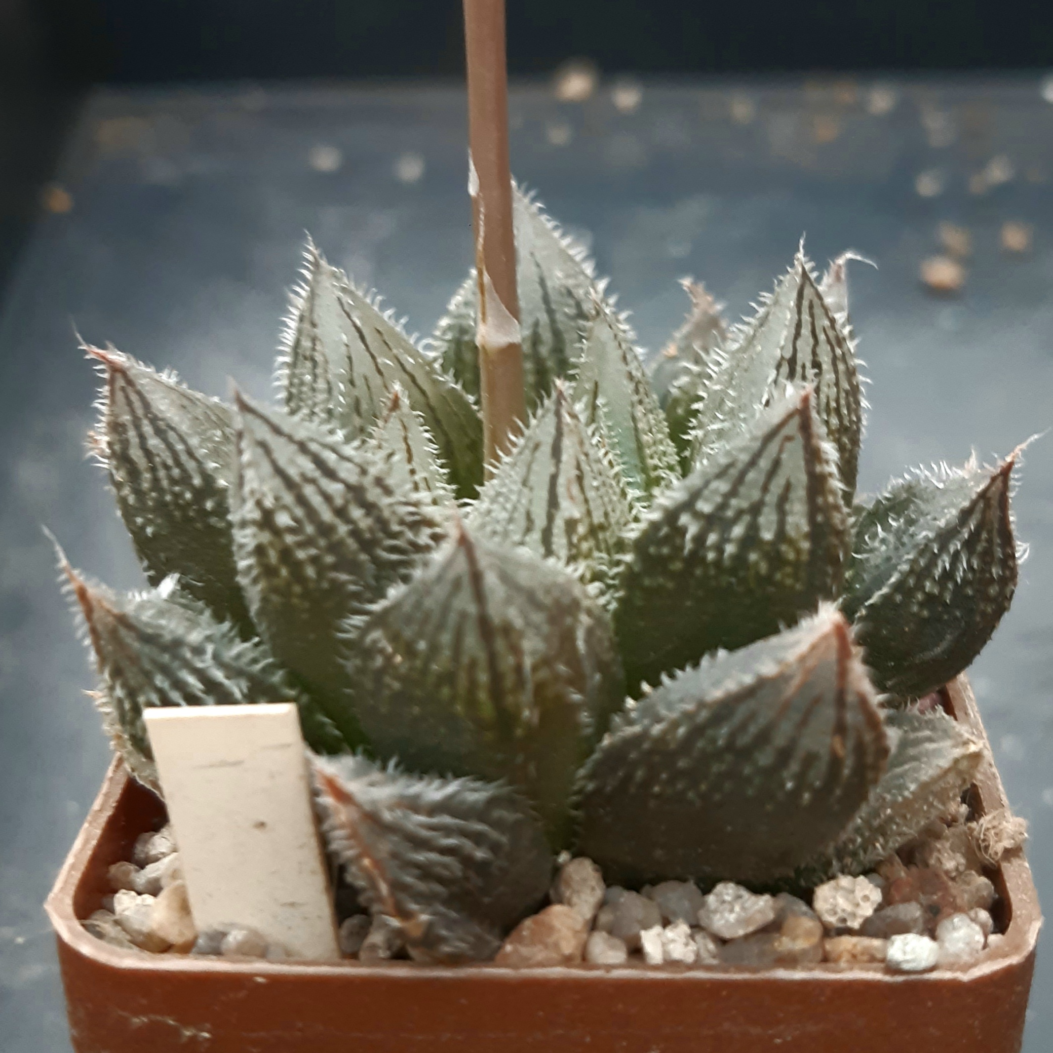 Haworthia 'Hakugin-Emaki'