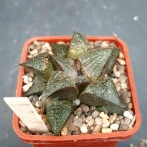 Haworthia selection