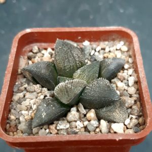 Haworthia selection