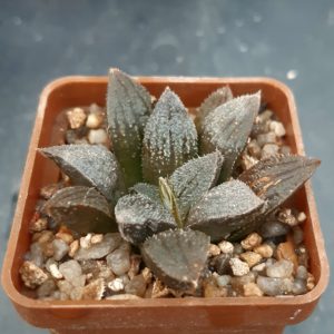 Haworthia selection