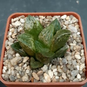Haworthia selection