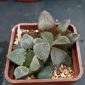 Haworthia selection (2 рослини)