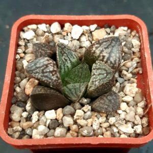 Haworthia selection (x Hakuja)