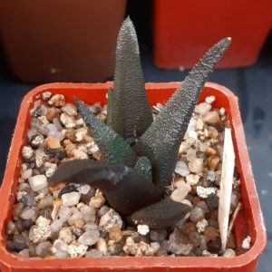 Haworthia scabra x sordida