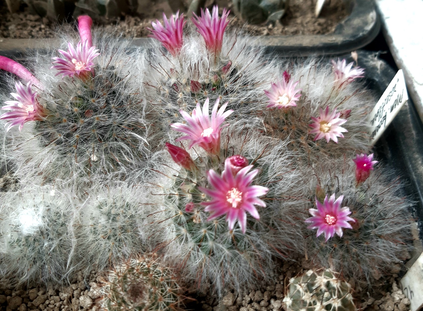 Mammillaria bocasana 'roseiflora'