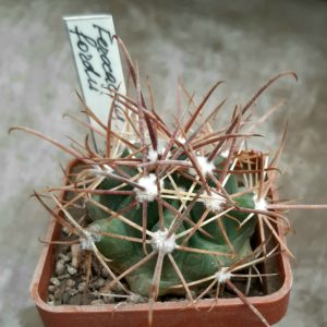 Ferocactus fordii