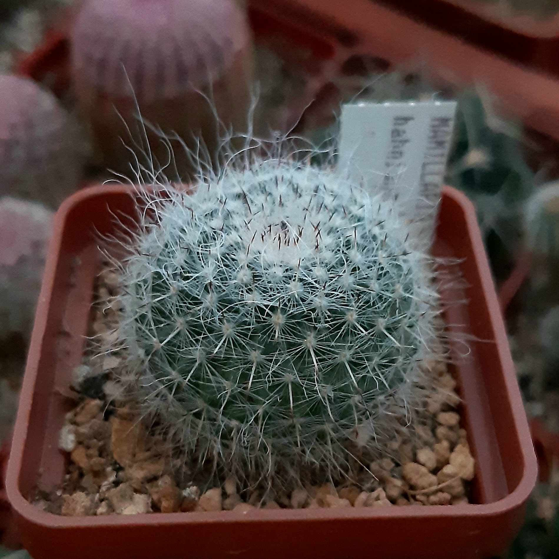 Mammillaria hahniana