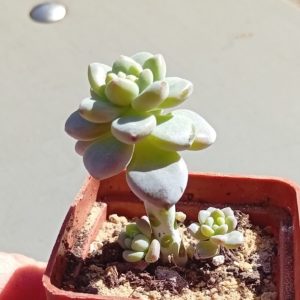 Sedum Clavatum