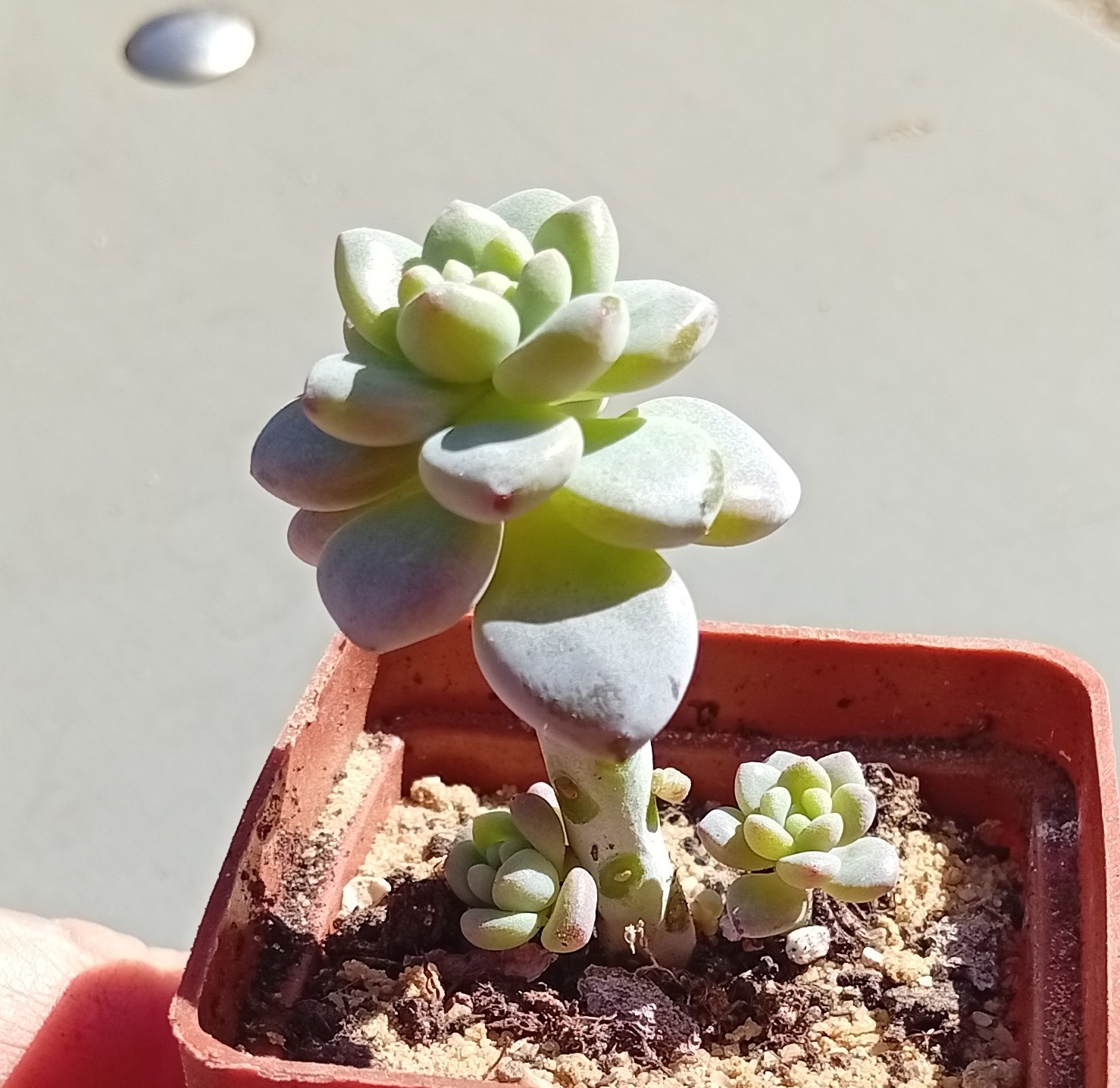 Sedum Clavatum