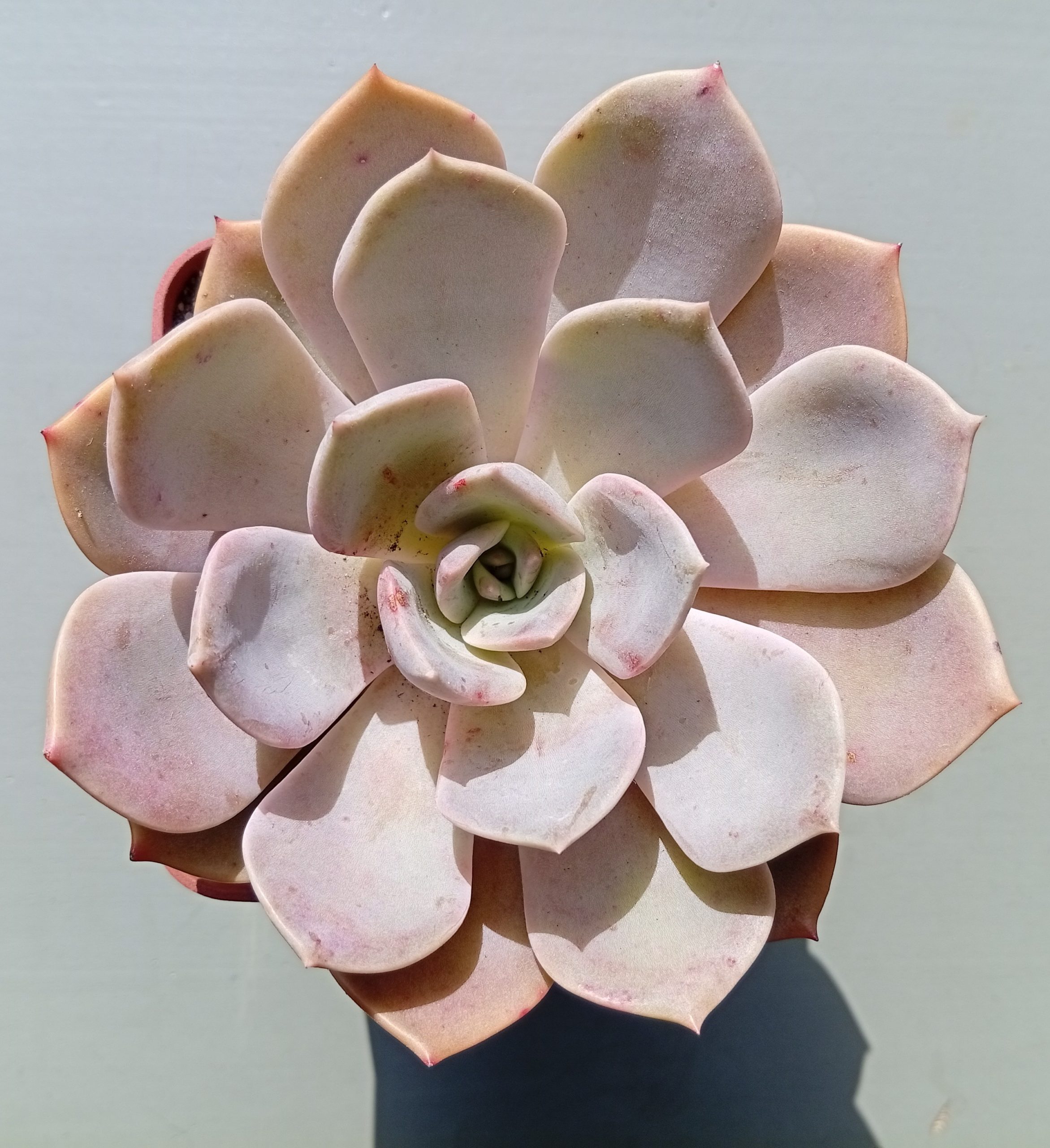 Echeveria latte Rose