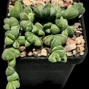 Braunsia maximiliani (5x5)-3205(137)