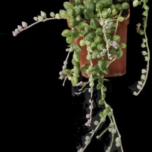 Senecio herreianus fa. variegata (7x7)-3207(397)