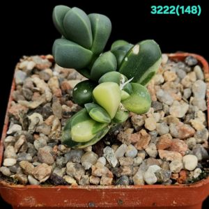 Corpuscularia lehmannii (Ice Plant) fa. variegata (6x6)-  3222(148)