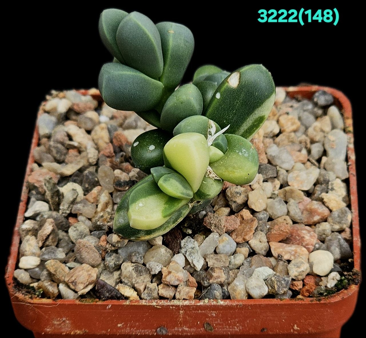 Corpuscularia lehmannii (Ice Plant) fa. variegata (6x6)-  3222(148)