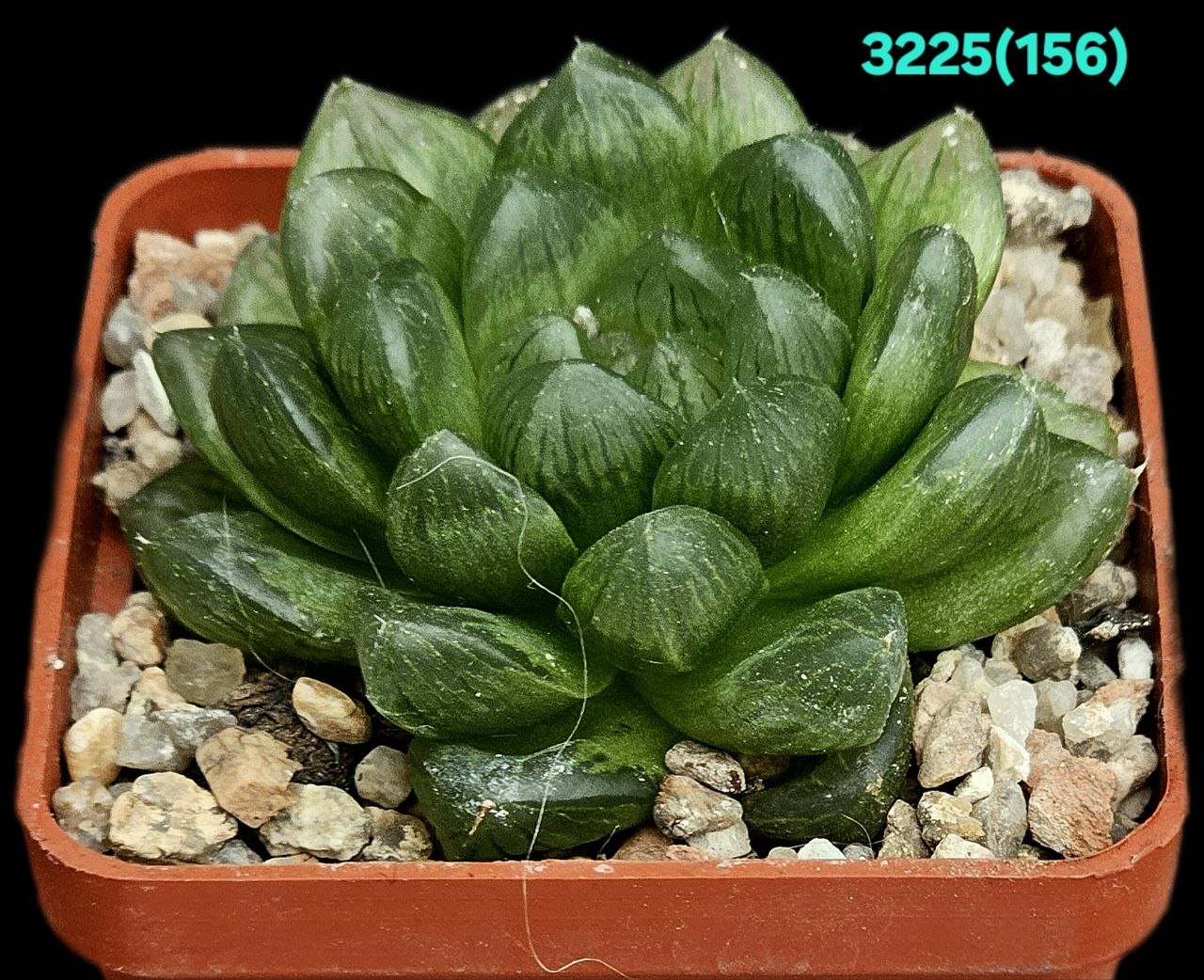 Haworthia cymbiformis var. obtusa (fa.) -ES(6x6) - 3225 (156)