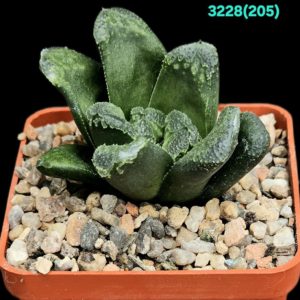 Haworthia `GREEN ROSE (truncata hybrid) (6x6)-3228(205)