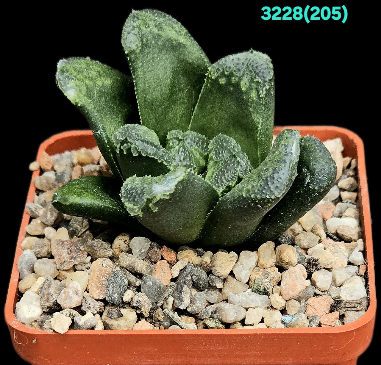 Haworthia `GREEN ROSE (truncata hybrid) (6x6)-3228(205)