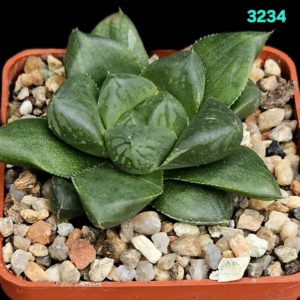Haworthia [cooperi var. truncata X setulifera] (6x6) - 3234