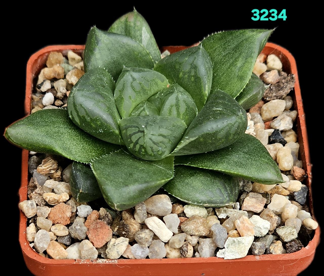 Haworthia [cooperi var. truncata X setulifera] (6x6) - 3234