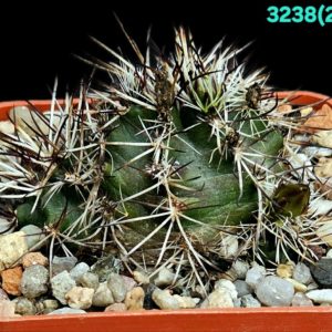 Echinocereus viridiflorus var. davisii (6x6) - 3238 (220)