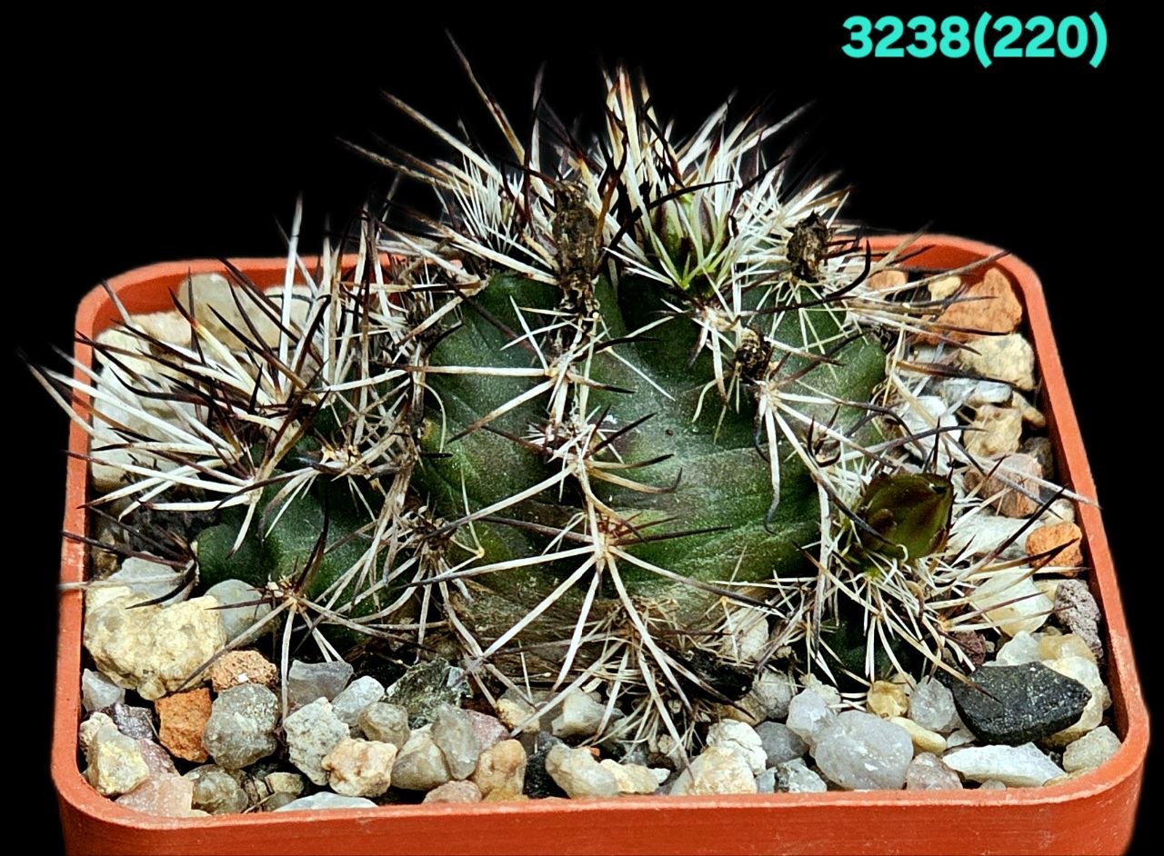 Echinocereus viridiflorus var. davisii (6x6) - 3238 (220)