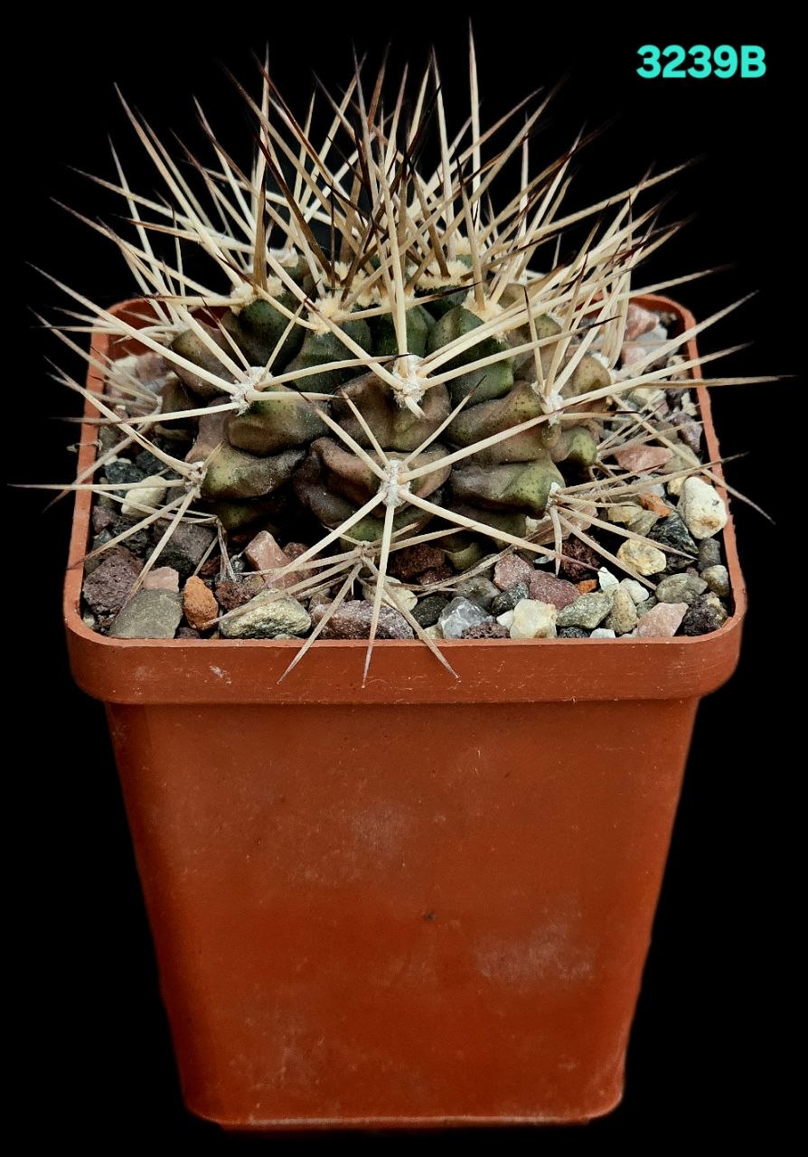 Gymnocalycium schickendantzii var. pungens (7x7)-3239B